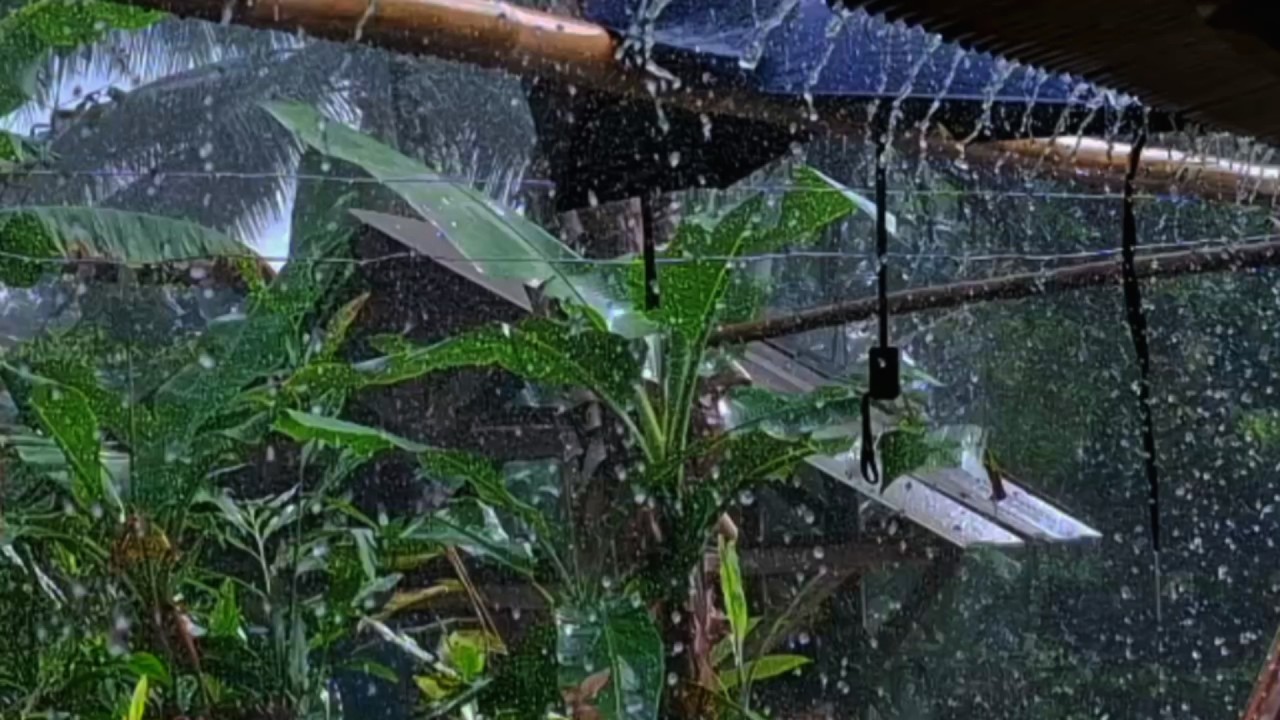 Реалистичные звуки дождя для сна 🌧️ Глубокий сон и расслабление | Естественная атмосфера дождя для о