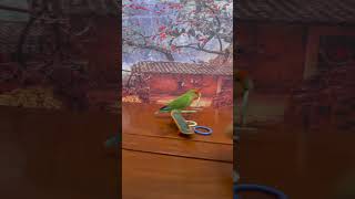 Bird Training  Smart Lovebird Parrot  Smart Little Cute Parrot #Training #Smartparrot #Cute