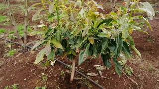3 reasons why farmers are failing in avocado orchard establishment | Hass avocado farming in Kenya |