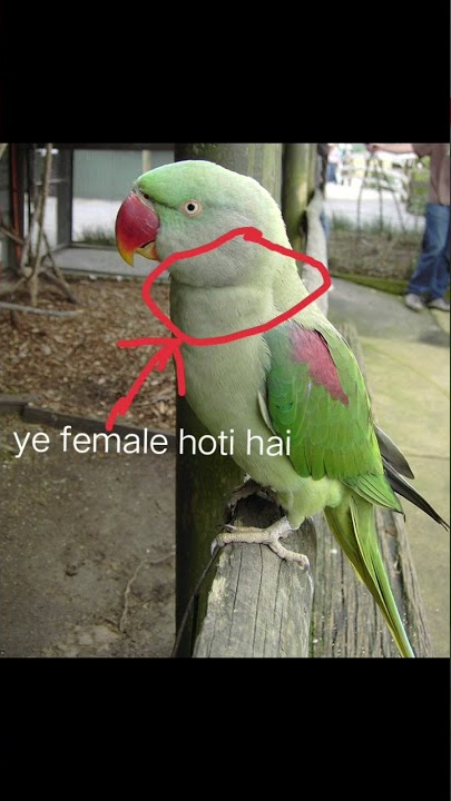 parrot me kaise pata kare ki kon female hai kon male hai kaise pata kare