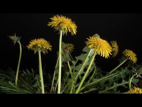 Dandelion Flowers Blossom | Stock Footage - Videohive