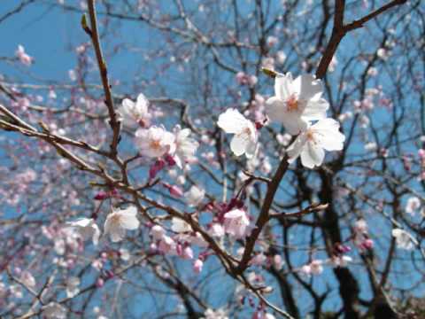 あの素晴らしい愛をもう一度を初音ミクに歌わせてみた