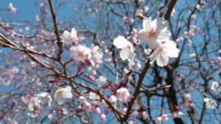 あの素晴らしい愛をもう一度を初音ミクに歌わせてみた
