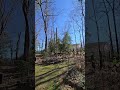 #treecutting
