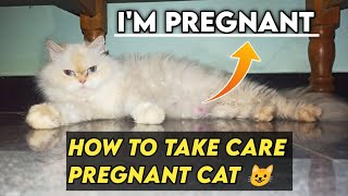 How to Take Care of Pregnant Persian Cat | How to Take Care Pregnant Cat