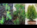 Thuja tree growing from seed easiest method  morpankhi plant