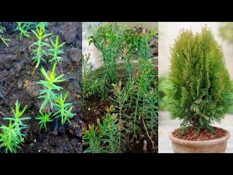 Video: Uzgoj tuje iz sjemena: sadnja i njega