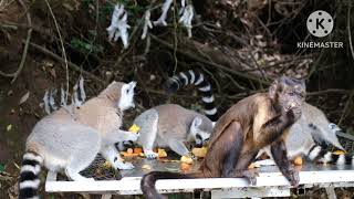 Ring Tàiled Lemur(Lemur Catta)