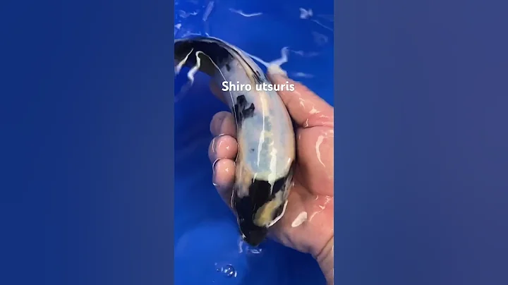 Omosako shiro utsuri koi fish quality looking #koi #shorts #fish #quality #koifish #shiro