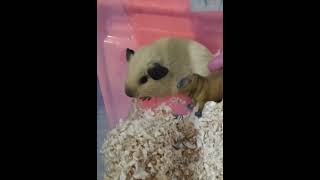 Masbro meet Lil bro #masbro #guineapig #capybara