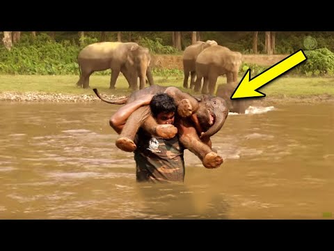 A Man Rescues Drowning Baby Elephant. Then the Herd Surprises Everyone with an Unexpected Response