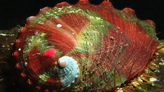 Can We Bring Pinto Abalone Back To The Salish Sea