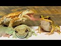 [Frog and toad] The weak can never forgive. Forgiveness is the attribute of the strong.