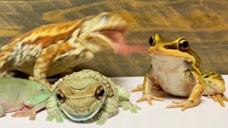 Frog And Toad The Weak Can Never Forgive. Forgiveness Is The Attribute Of The Strong.