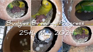 Budgies Breeding Colony Progress, 25 May 2024. #breedingprogress #budgies #breeding #birds