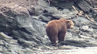 NFL's Larry Csonka Hunts Brown Bear on Alaska's Kodiak Island- Part 1