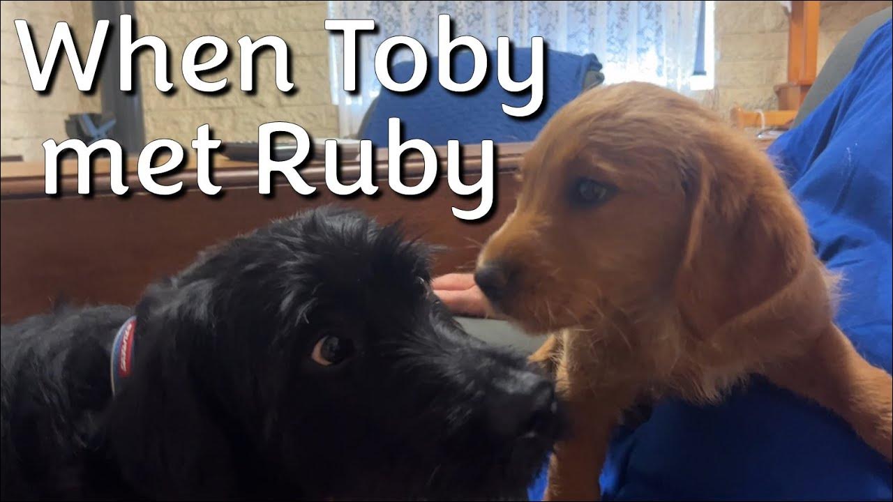 WHEN TOBY (14 months) MET RUBY (8 weeks) Labradoodles finding love at first bite! YouTube