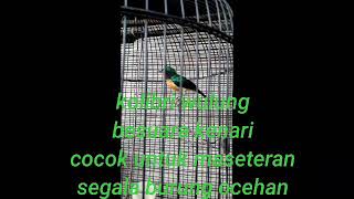 Kolibri wulung bersuara kenari cocok untuk masteran segala burung ocehan