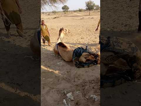 جمل س يراي يستلقي على أوعية ماء ملو نة ليخفف حرارة الصحراء