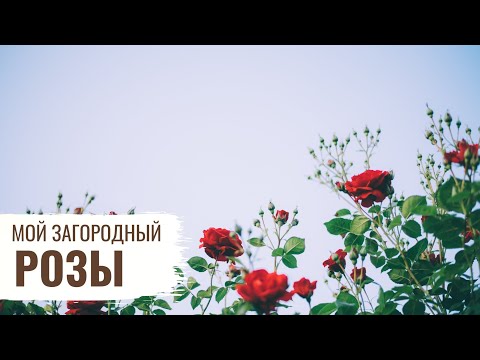 Розы / Мой Загородный