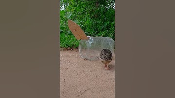 Trap and Release: Making a DIY Quail Trap for Conservation Purposes! #shorts #quail #ytshorts #trap