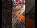 Phil Chihuahua TikTok Live Everyday 1pm Est cute puppy dog video #cutepuppy #Chihuahua
