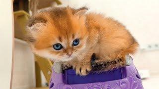 Funny Scottish kittens having fun playing together