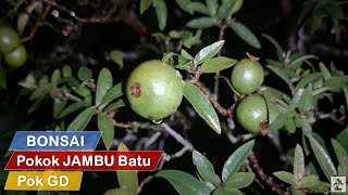 Bonsai Pokok JAMBU BATU - Siap Dah Ada Buah