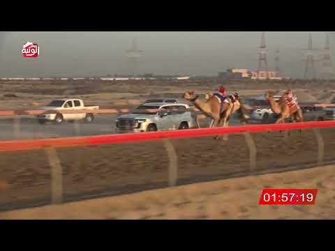 الشوط 4 تواق ل محمد علي حمدان راشد الشامسي 4 30 شارة الديوان 2025 11 25 حقايق سمحه