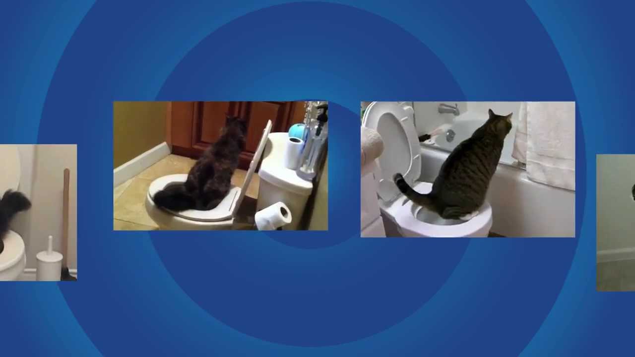 Dispensing ozone compromise Pisica Educata - Cum inveti pisica sa isi faca nevoile la wc - YouTube