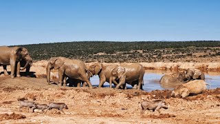Warthogs cruise past elephant family at waterhole to get to water.