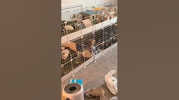 Thumbnail of GUINEA PIG ESCAPE ARTIST 🚨