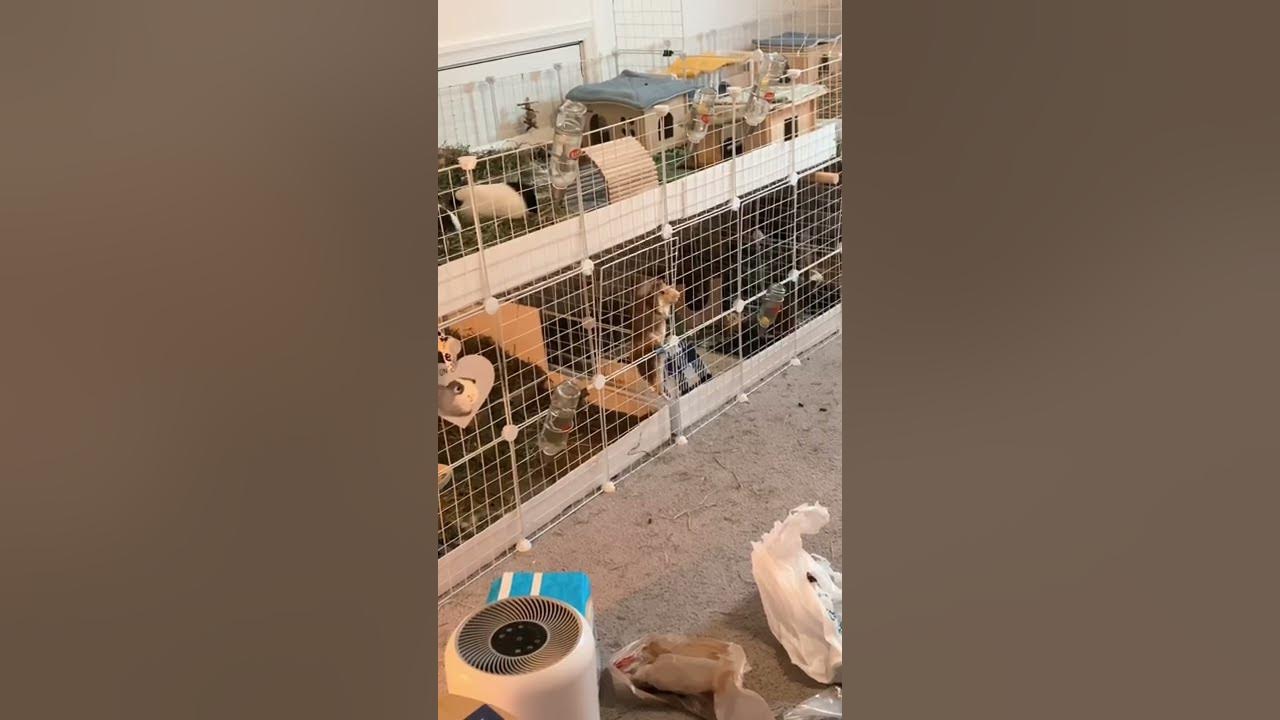 GUINEA PIG ESCAPE ARTIST 🚨