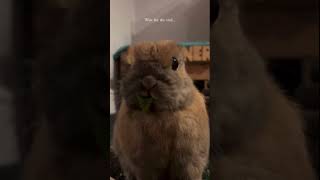 How to cheer yourself up in 40 seconds? #shorts #funny