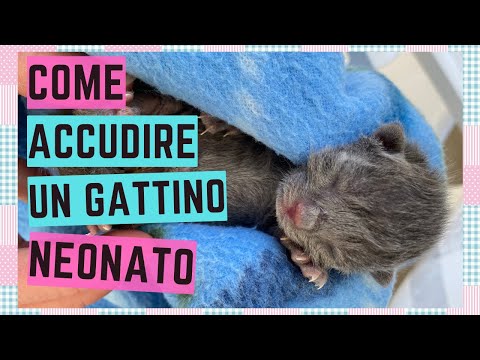 Video: Come Uscire Da Un Gattino Debole