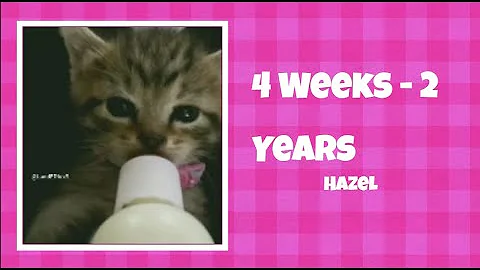 Video 2159821: mainecoon kitten catlover cats, mainecoon cats cute catlover, mainecoon cat kitten love, mainecoon cat kitten funny, cat kitten cute baby, cat kitten amazing, baby kittens growing