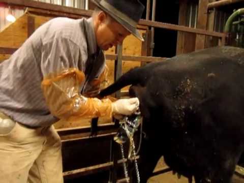 Calving Assistance - How To