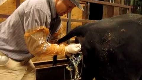 Calving Assistance - How To