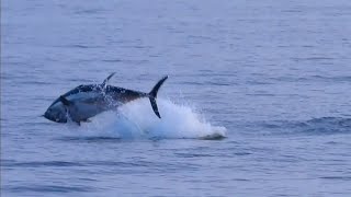 Blåfenad tonfisk (Atlantic bluefin tuna, thunnus thynnus) Öresund 2023-08-30