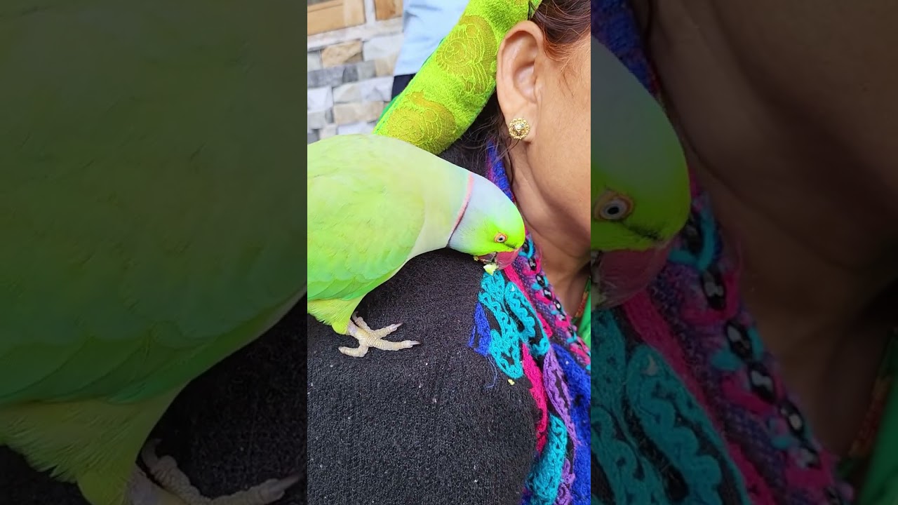 Can parrot eat Roasted Green Chickpeas || High In Protein Healthy and Tasty  4K 60FPS || UHD 60 FPS