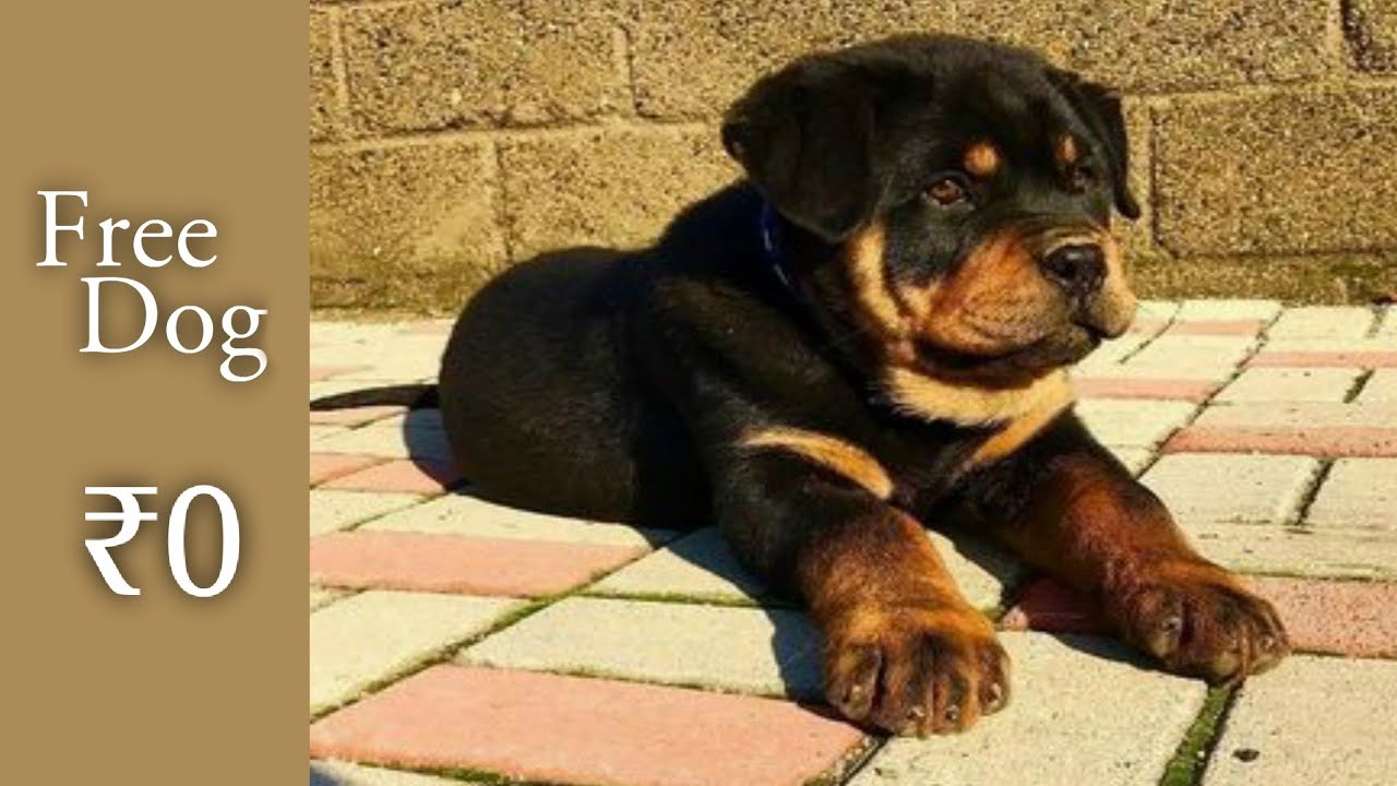 free! free Rottweiler pupp - for free adoption || 2021 || spf - YouTube