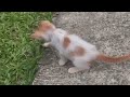 Tiny adopted kitten is playing alone philippines