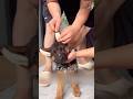 犬の耳を立たせる理由