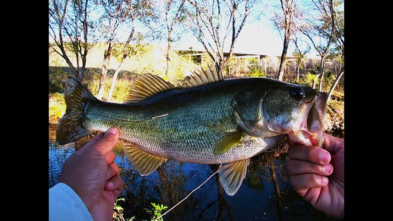 Fishing for Bass in a Heavily Polluted San Antonio Creek Ep. 67