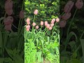 Flower and animal video in 4K HDR10+ while walking the neighbourhood - 20260522 101853