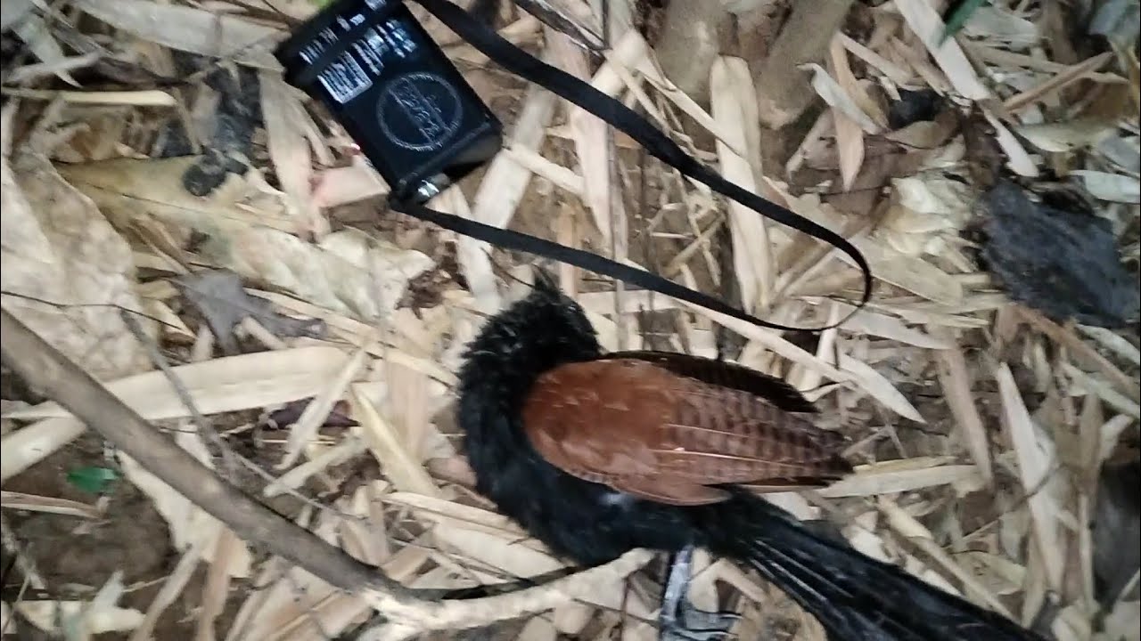 Dib tuas yuag tuaj zoo heev