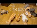 あのガビちゃんが、みんなと一緒にご飯を食べています。