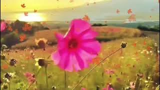 BACKGROUND VIDEO - taman bunga -  PEMANDANGAN ALAM - Tanpa Suara -  VIDEO = 269