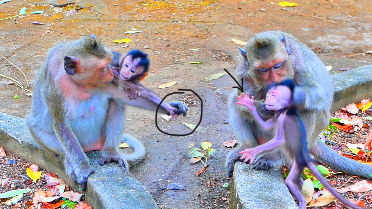Te@r clip...Pi-t-y baby monkey MASHA her mom MESSI stop milk and carele ...