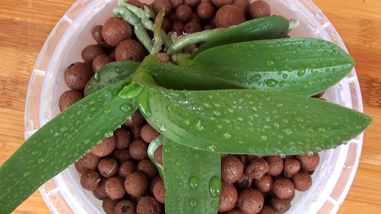 2. COME COLTIVO LE MIE ORCHIDEE - I MIEI SUBSTRATI